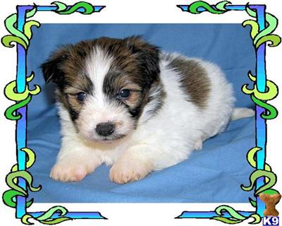 Chi-Chon Puppies